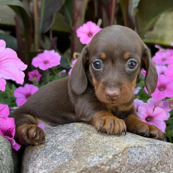 Bassotta  femmina  | Foto 0