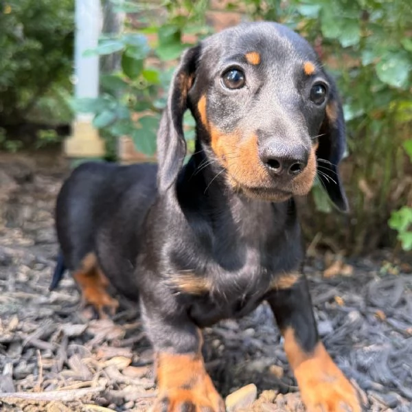 Bassotto 13 settimane 