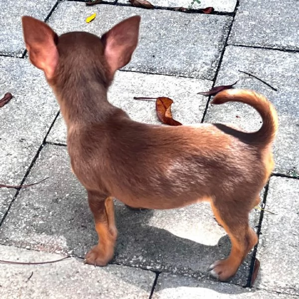 Chihuahua cioccolato 