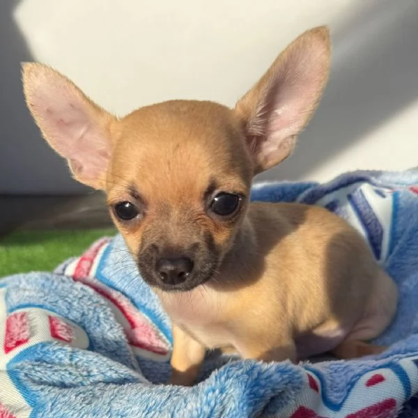 Chihuahua registrato AKC +[hidden]