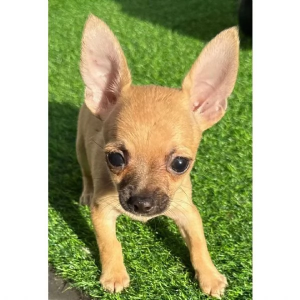 Chihuahua registrato AKC +[hidden] | Foto 0