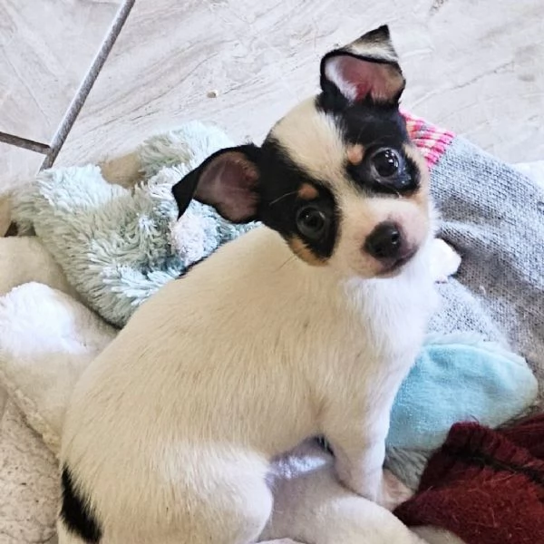 Chihuahua maschio  | Foto 0