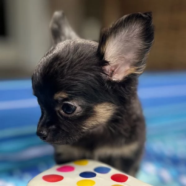 Chihuahua femmina | Foto 1