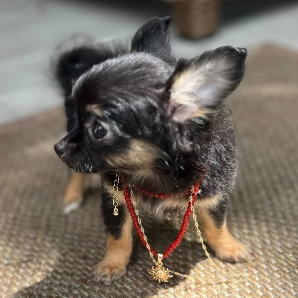 Chihuahua femmina | Foto 0