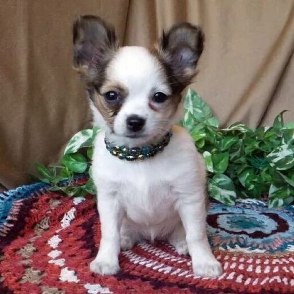  Chihuahua