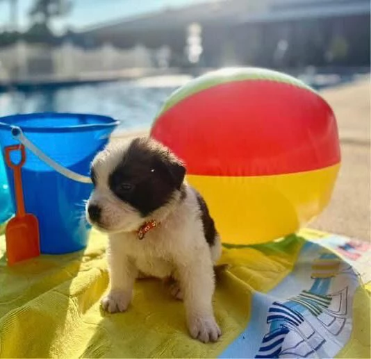 San Bernardo (cuccioli maschio e femmina)