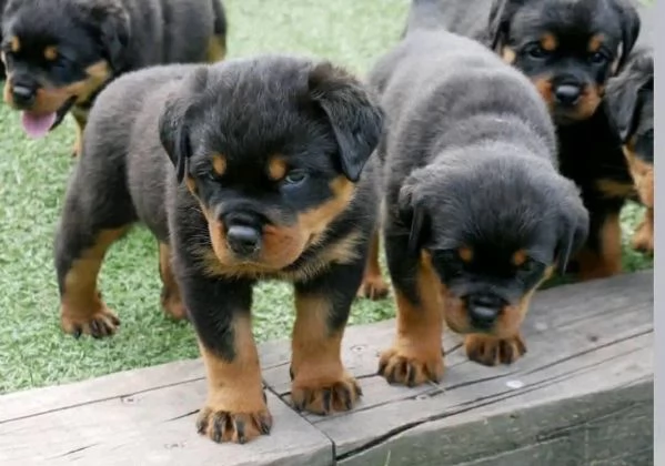 Rottweiler (cuccioli maschio e femmina)