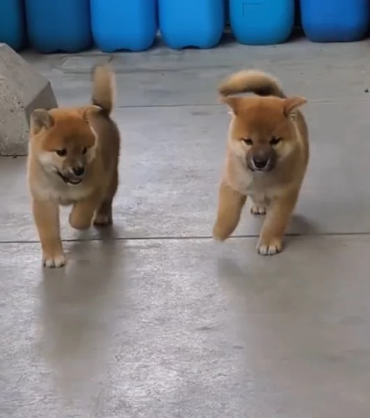 Shiba Inu (cuccioli maschio e femmina)