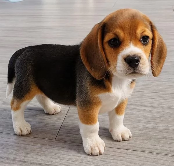  Beagle (cuccioli maschio e femmina)
