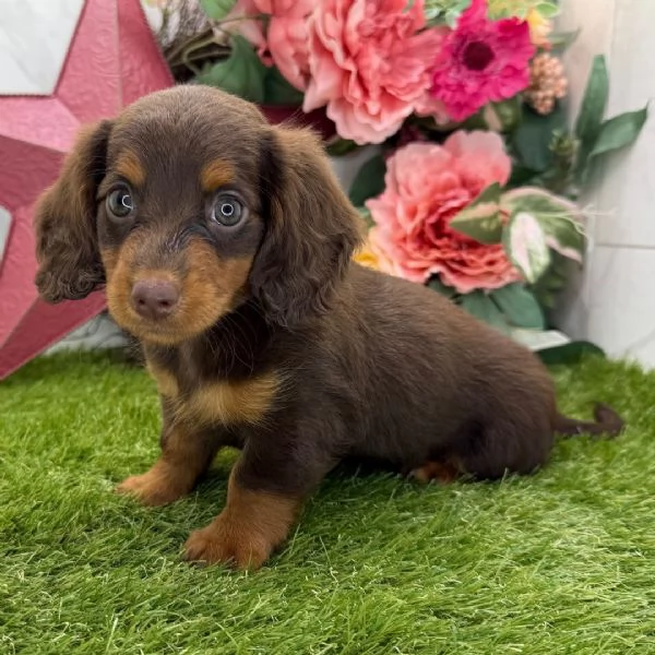  Bassotto nana (cuccioli maschio e femmina)