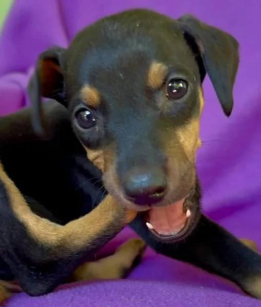 6. Pinscher Mini (cuccioli maschio e femmina) | Foto 0