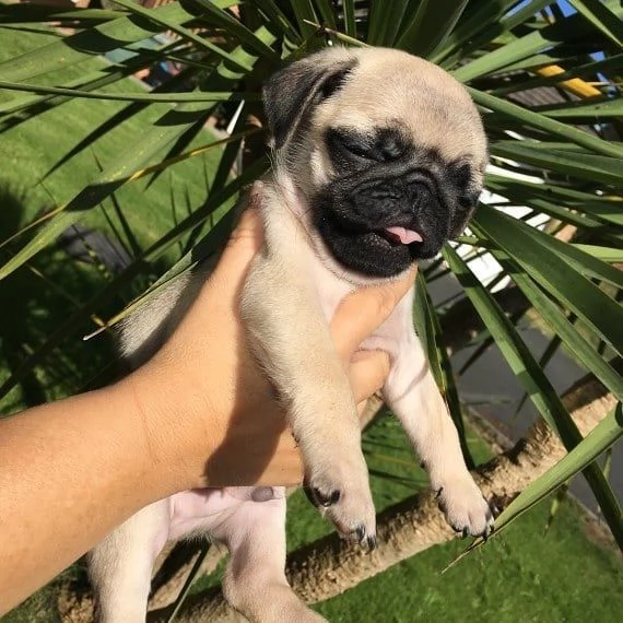 Carlino (Pug) (cuccioli maschio e femmina) | Foto 0