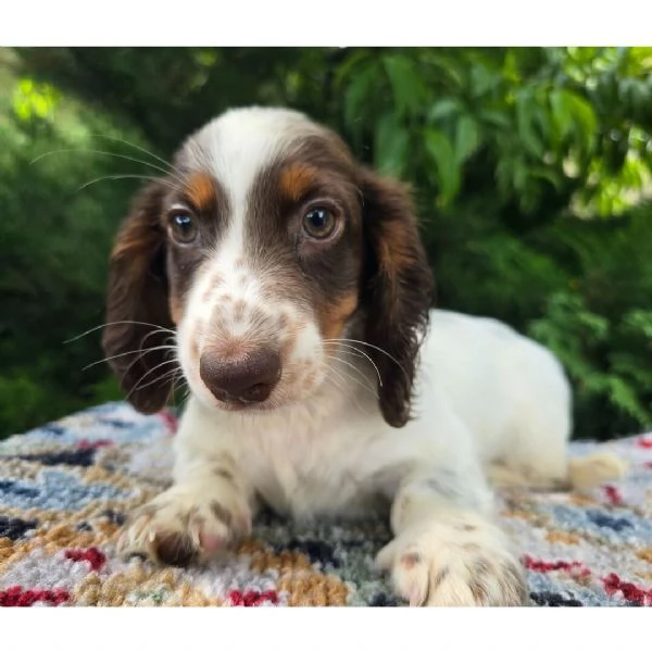 ——-Bassotto (cuccioli maschio e femmina) | Foto 0