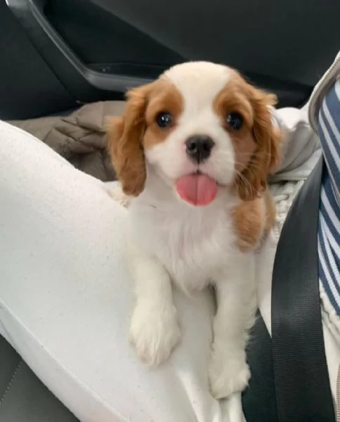 Cavalier King Charles (cuccioli maschio e femmina)