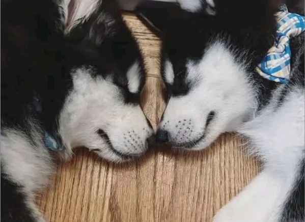 Siberian Husky (cuccioli maschio e femmina) | Foto 0