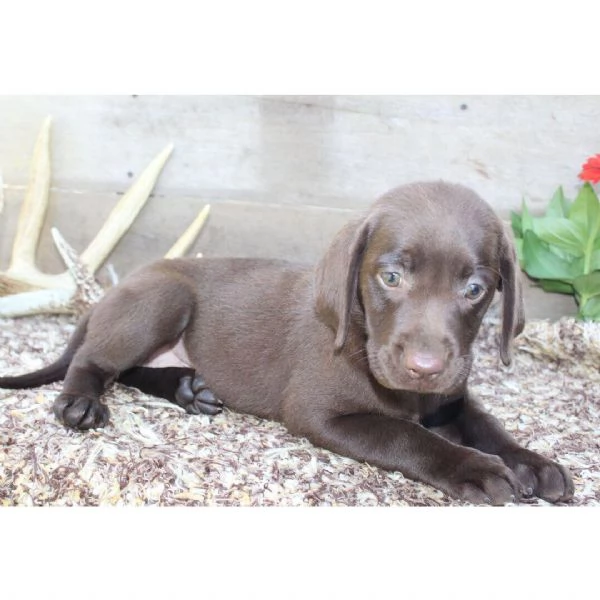 Labrador Retriever (cuccioli maschio e femmina)