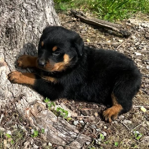 Rottweiler (cuccioli maschio e femmina) | Foto 0