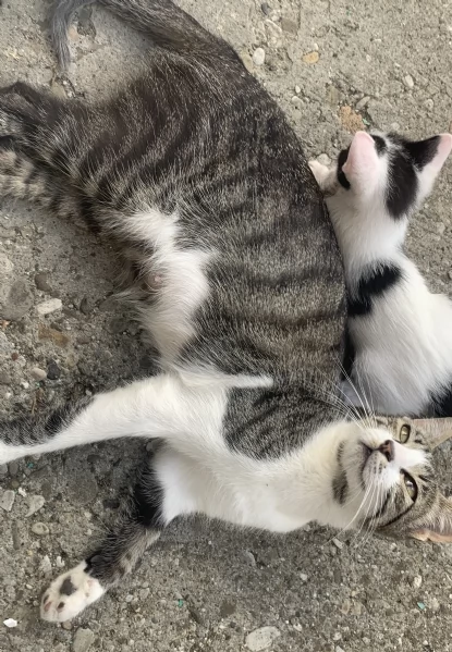 Regalo 4 gattini  | Foto 4