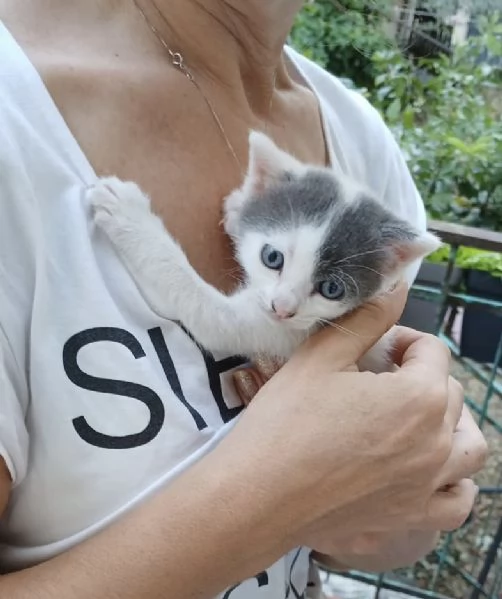 Regalo 4 gattini  | Foto 1