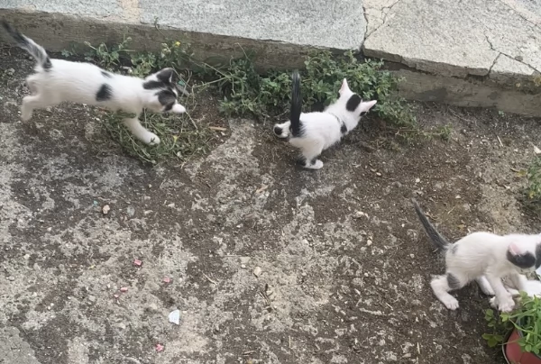 Regalo 4 gattini  | Foto 0