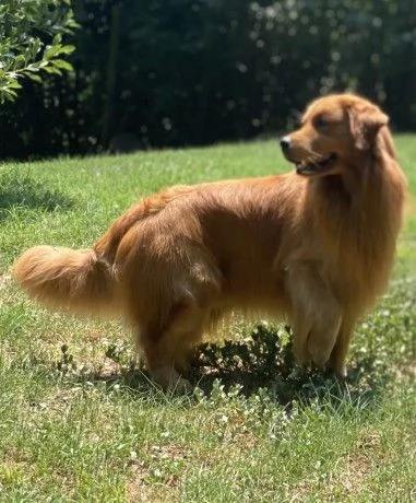 PICCOLI GOLDEN RETRIEVER AMERICANI 100% | Foto 6