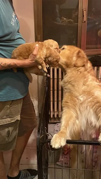 PICCOLI GOLDEN RETRIEVER AMERICANI 100% | Foto 3