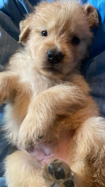 PICCOLI GOLDEN RETRIEVER AMERICANI 100% | Foto 2