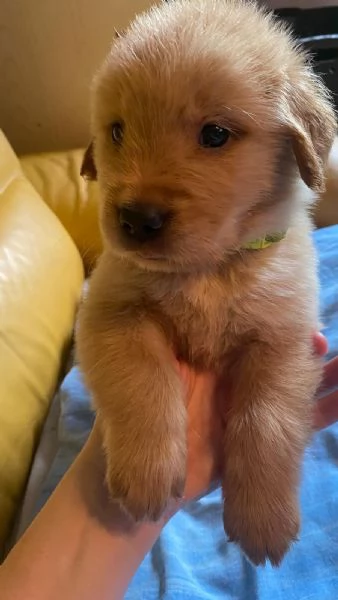 PICCOLI GOLDEN RETRIEVER AMERICANI 100% | Foto 1
