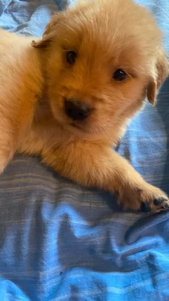 PICCOLI GOLDEN RETRIEVER AMERICANI 100% | Foto 0