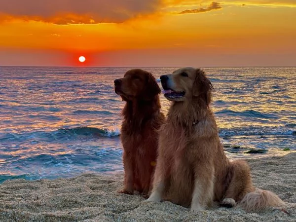 PICCOLI GOLDEN RETRIEVER AMERICANI 100%