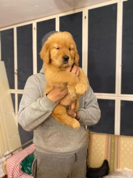 PICCOLI GOLDEN AMERICANI NATI IL 04/01/2026 | Foto 6