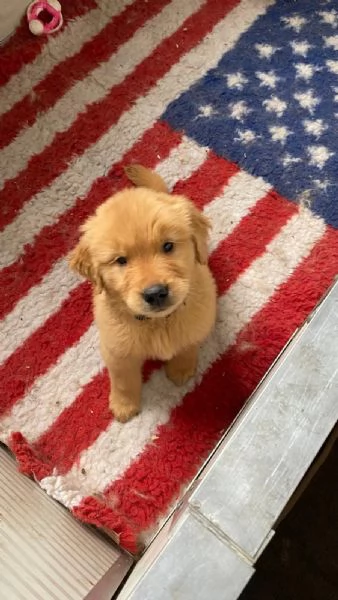 PICCOLI GOLDEN AMERICANI NATI IL 04/01/2026 | Foto 4