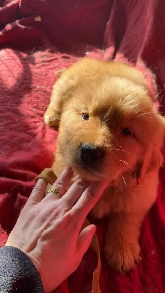 PICCOLI GOLDEN AMERICANI NATI IL 04/01/2026 | Foto 3