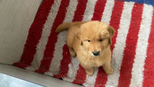 PICCOLI GOLDEN AMERICANI NATI IL 04/01/2026 | Foto 2