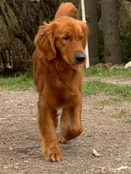 PICCOLI GOLDEN AMERICANI NATI IL 04/01/2026 | Foto 1