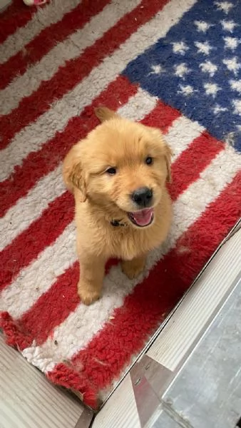 PICCOLI GOLDEN AMERICANI NATI IL 04/01/2026