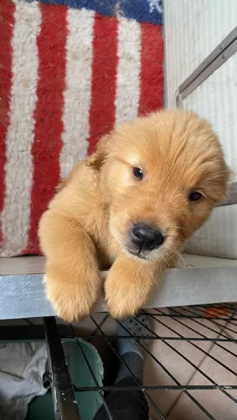 PICCOLI GOLDEN AMERICANI NATI IL 04/01/2026 | Foto 0