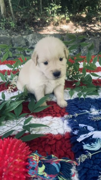 PICCOLI GOLDEN 100% AMERICANI NATI 03/06/26