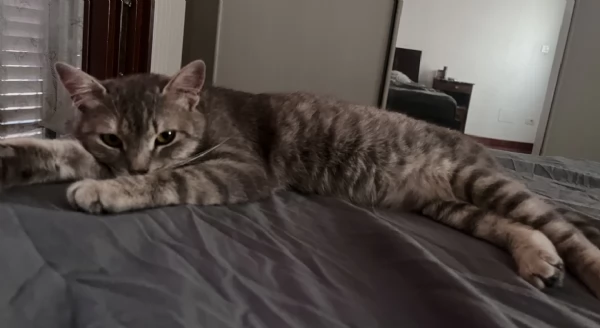 Trilly è in cerca di famiglia 