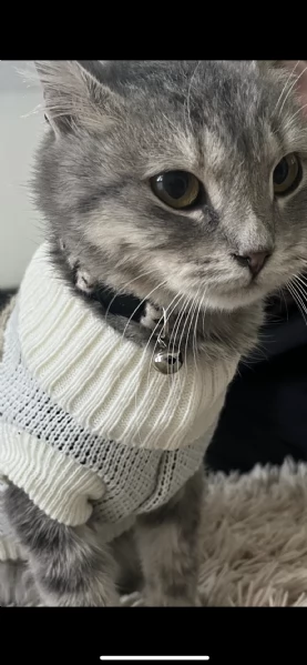 Trilly è in cerca di famiglia  | Foto 0