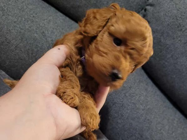 Cucciolo Barboncini Toy | Foto 2