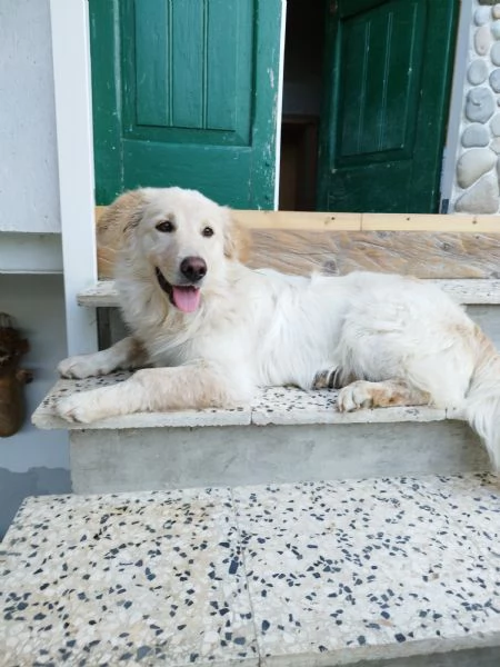 3 dogs puppies for adoption.