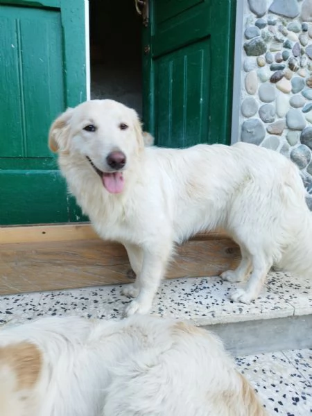 3 dogs puppies for adoption. | Foto 1