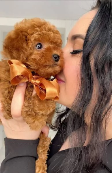 Cuccioli di Barboncini toy | Foto 0