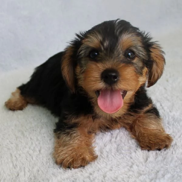 Hermoso Yorkshire Terrier 