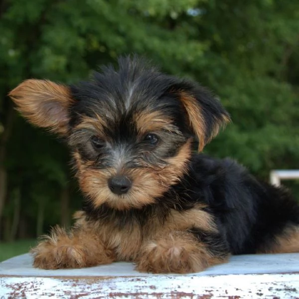 Yorkshire Terrier 