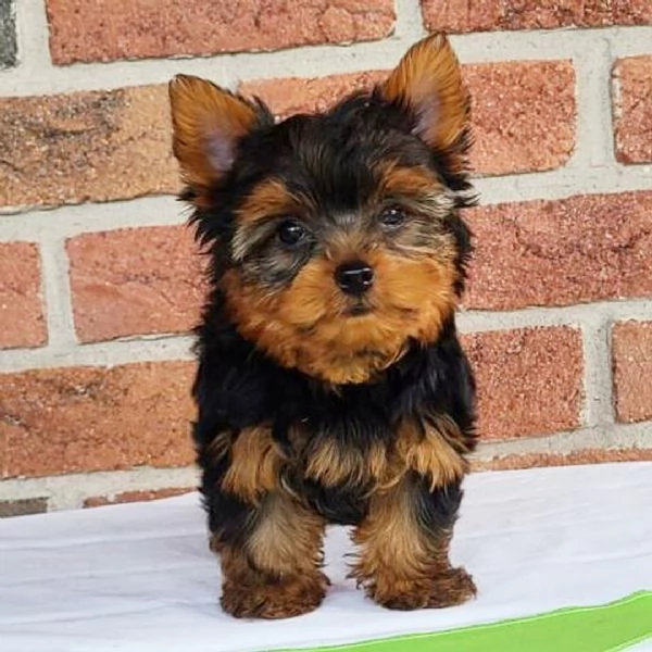 Cachorro Yorkshire Terrier