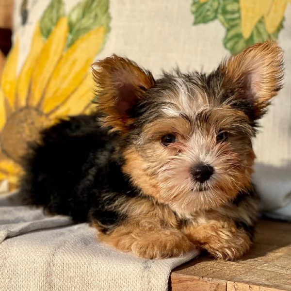 Yorkshire Terrier Oliver  | Foto 0