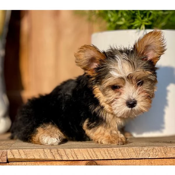 Yorkshire Terrier Oliver 