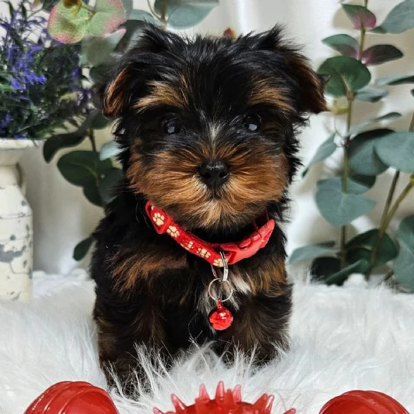 Yorkshire Terrier macho Ben
